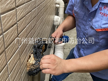 炭步建筑灭治白蚁工程